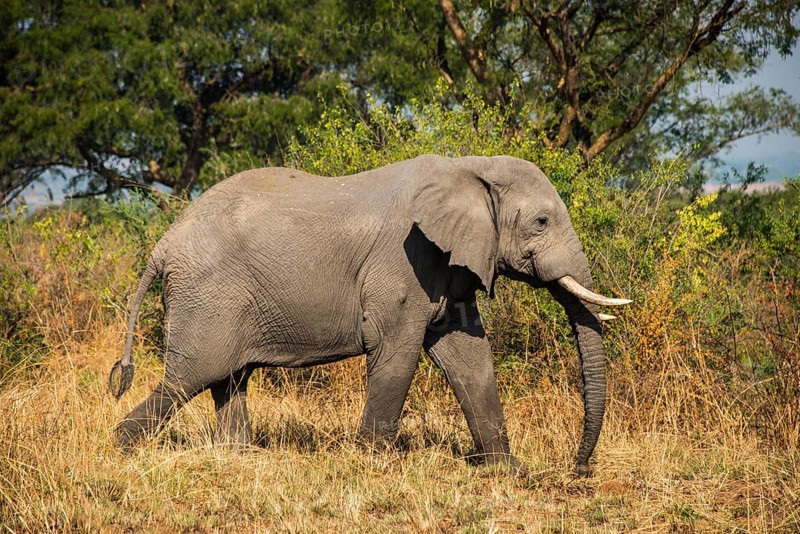 African elephant (Loxodonta africana)