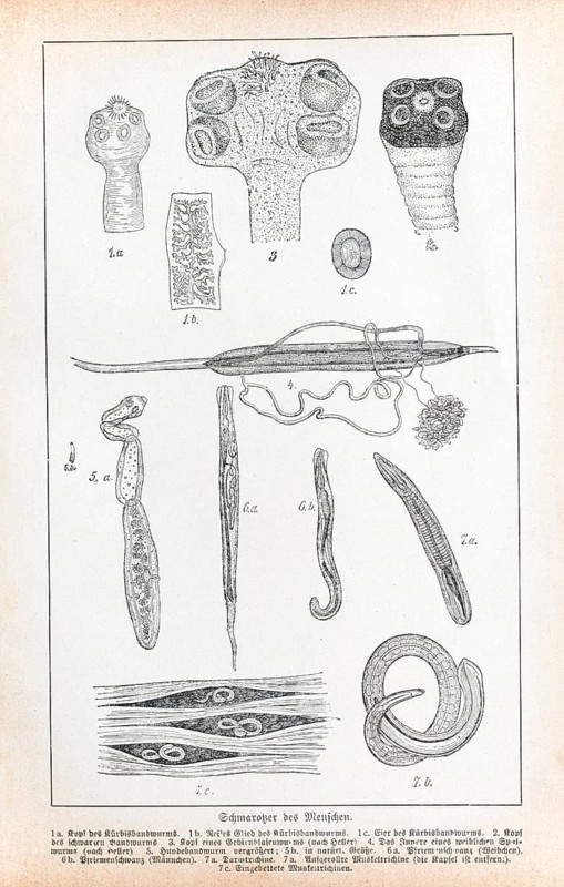 Parasites