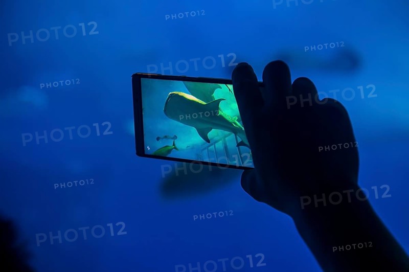 Whaleshark photographed with a mobile in the Churaumi Aquarium