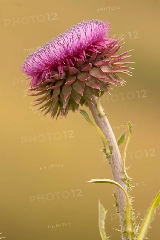 Musk Thistle (Carduus nutans) in inflorescence