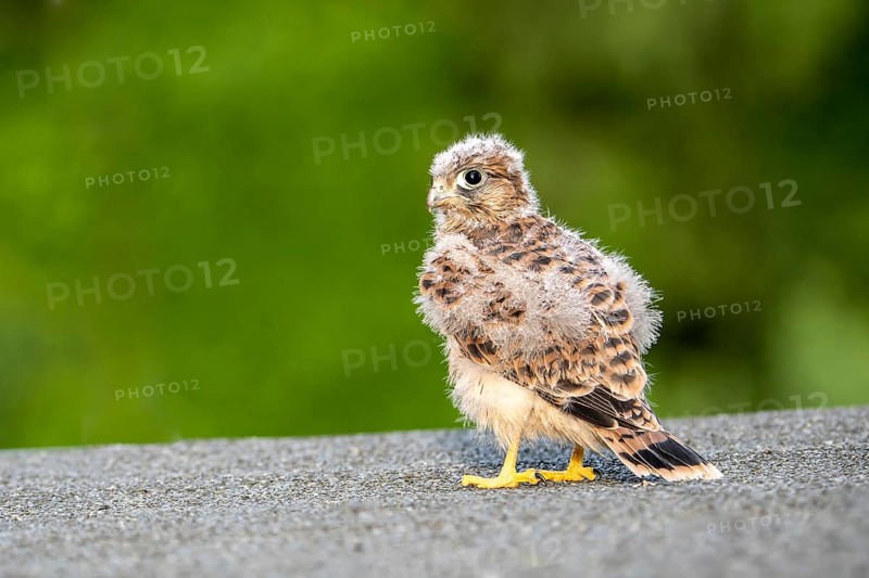 Common Common Kestrel (Falco tinnunculus)