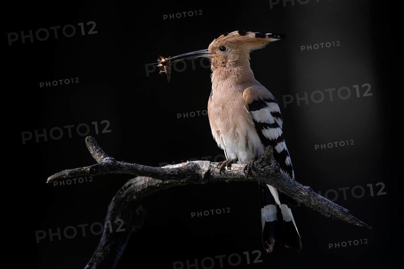 Hoopoe (Upupa epops) with mole cricket as food