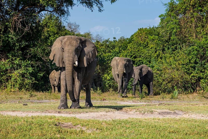African elephants (Loxodonta africana)