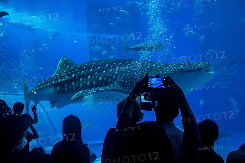 Whaleshark in the Churaumi Aquarium