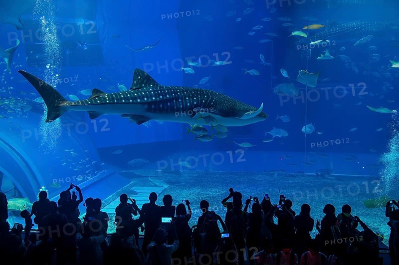 Whaleshark in the Churaumi Aquarium