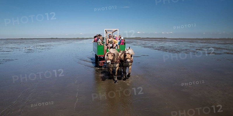 Horse-drawn carriage with tourists driving in the Schleswig-Holstein Wadden Sea National Park