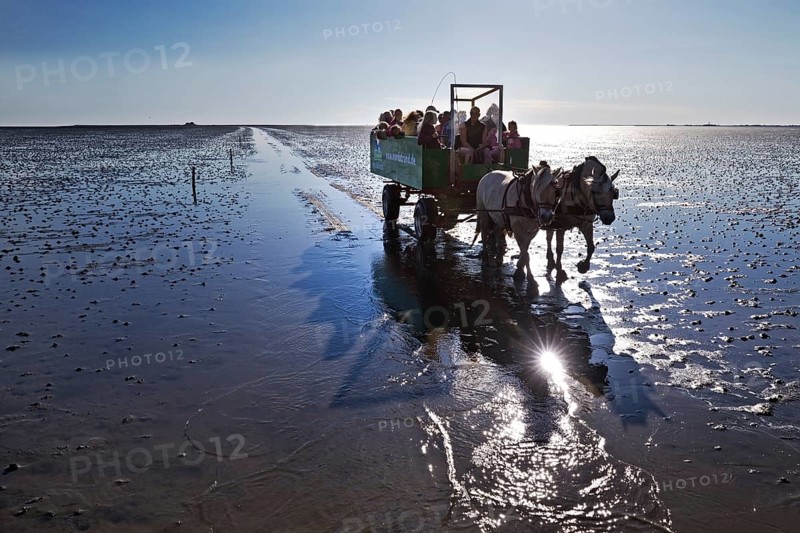 Horse-drawn carriage with tourists driving in the Schleswig-Holstein Wadden Sea National Park