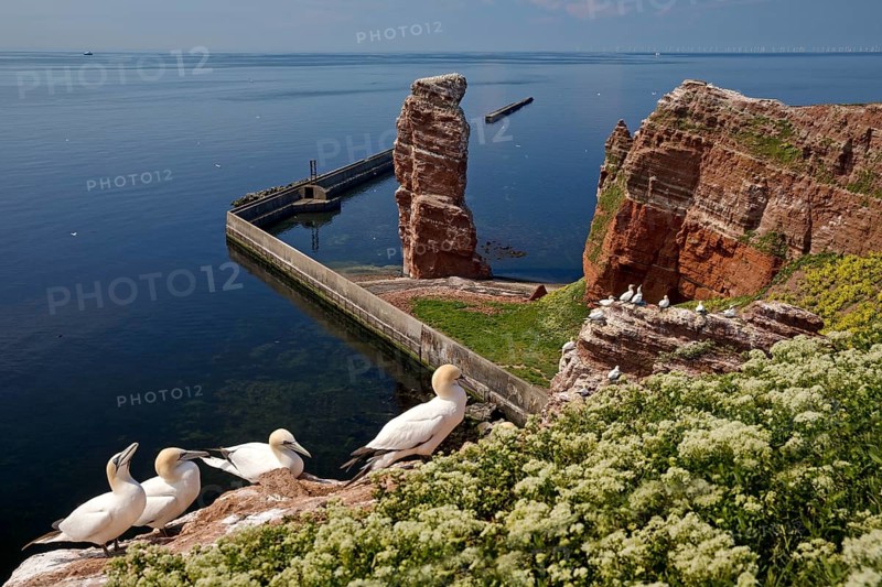 Nesting gannets (Morus bassanus)