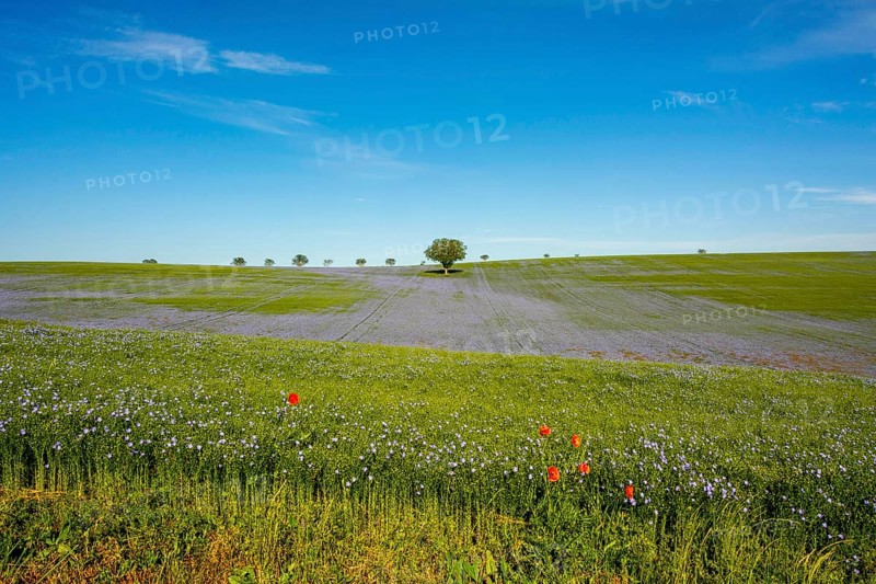 Flax (Linum usitatissimum) field in flower in Limagne plain