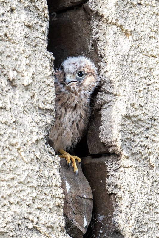 Common Common Kestrel (Falco tinnunculus)