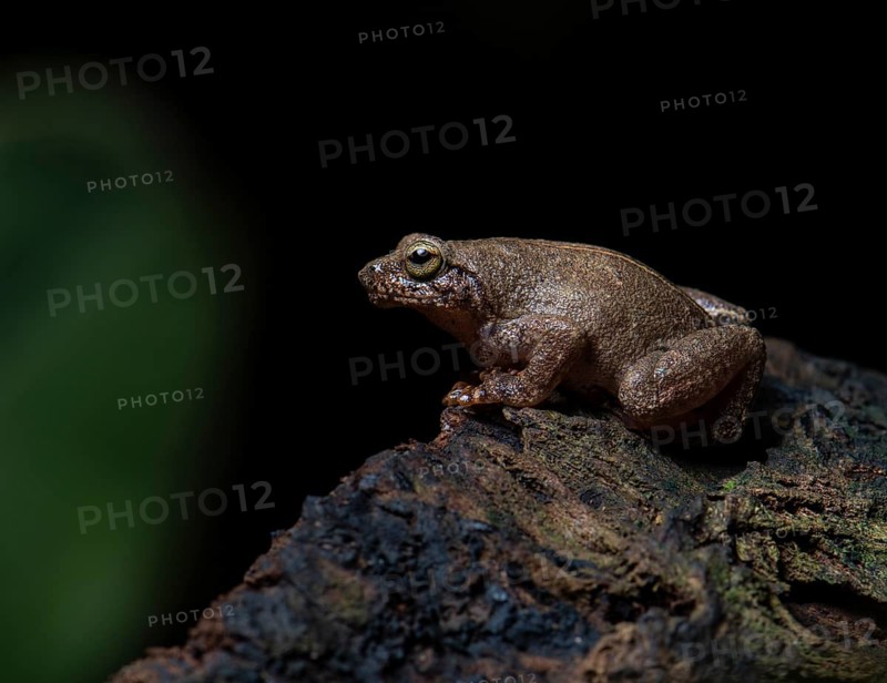 A frog (Mantidactylus ssp) in the rainforest of Nosy Komba