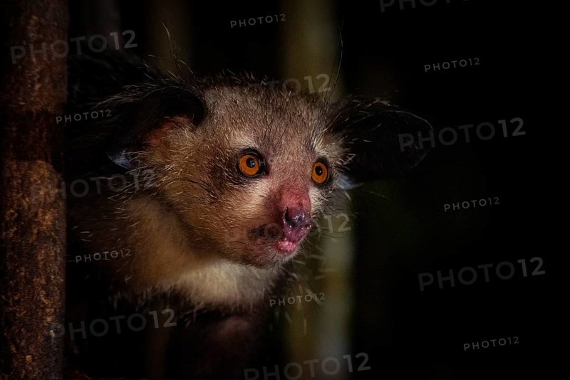 Aye-aye (Daubentonia madagascariensis) in the rainforests of Eastern Madagascar