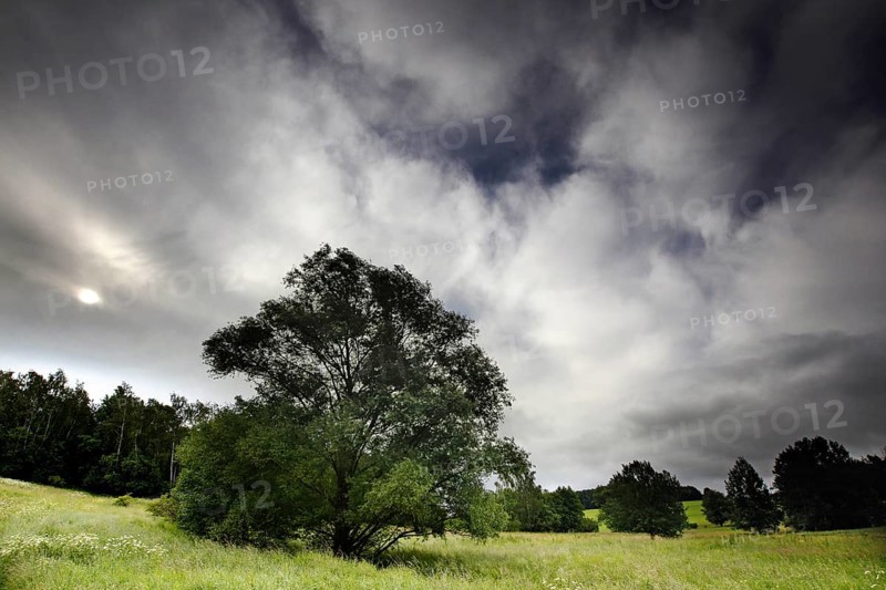 Tree at the Kolonnenweg