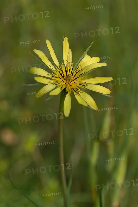 Meadow goat's-beard (Tragopogan pratensis) in flower
