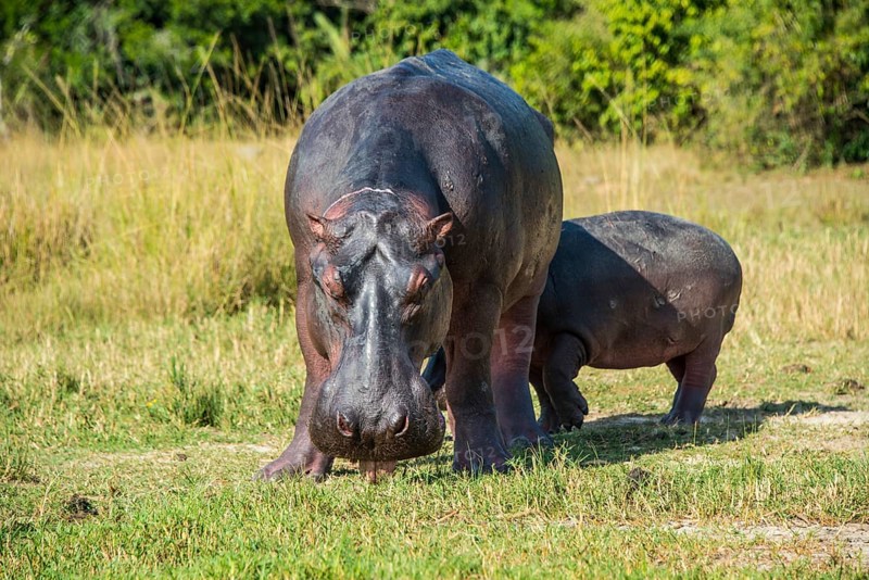 Hippopotamus (Hippopotamus amphibius)