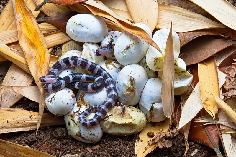 Banded Krait (Bungarus candidus)