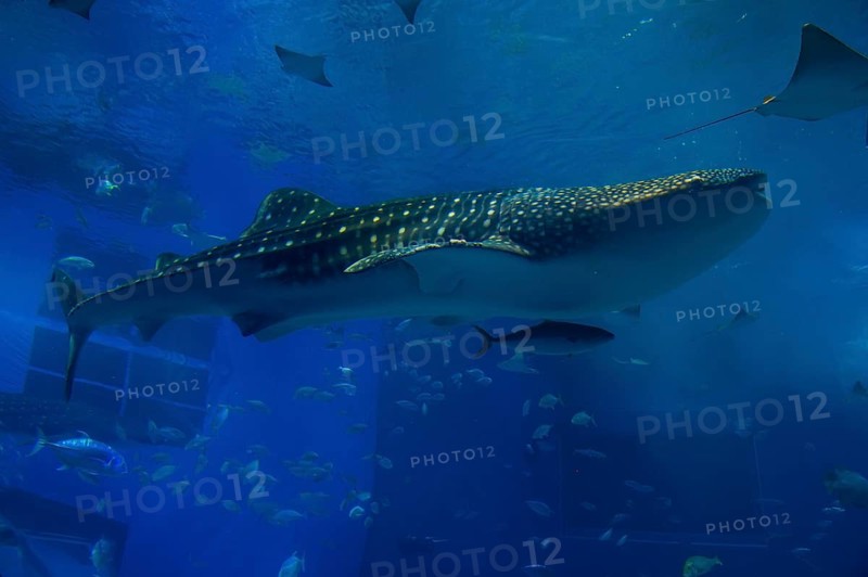 Whaleshark in the Churaumi Aquarium