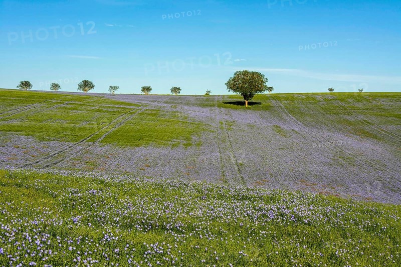 Flax (Linum usitatissimum) field in flower in Limagne plain