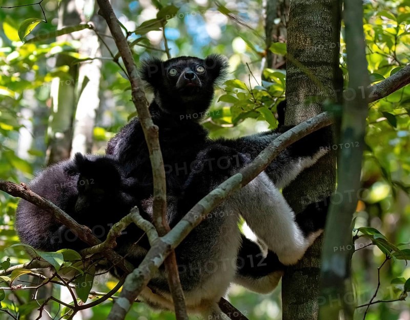 Lemur (Indri indri) with young in the rainforest of Analamazaotra
