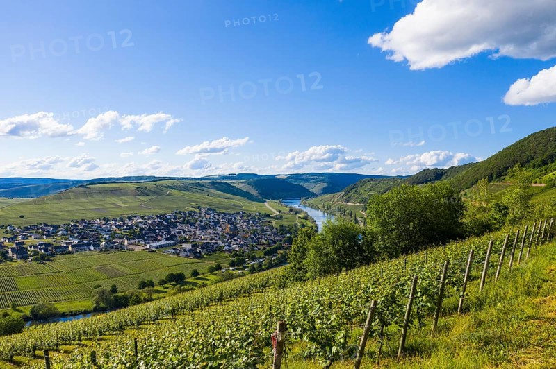 The Moselle at Trittenheim