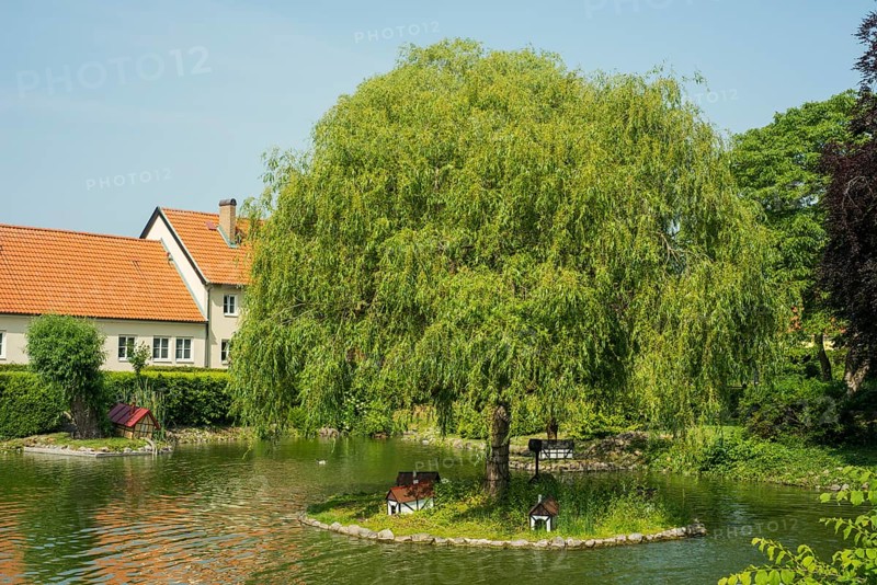 Willow tree in a duck pond in the area of the old monastery in Ystad
