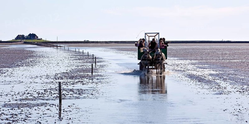 Horse-drawn carriage with tourists driving in the Schleswig-Holstein Wadden Sea National Park
