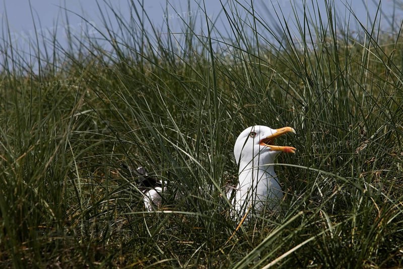 Breeding and calling European herring gull (Larus argentatus)