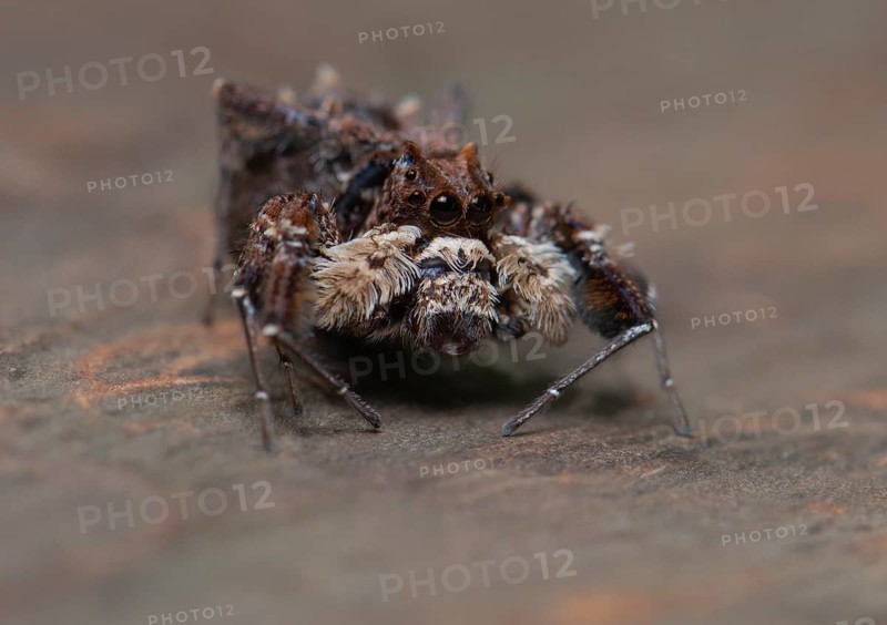 Jumping spider in Ankarafantsika National Park