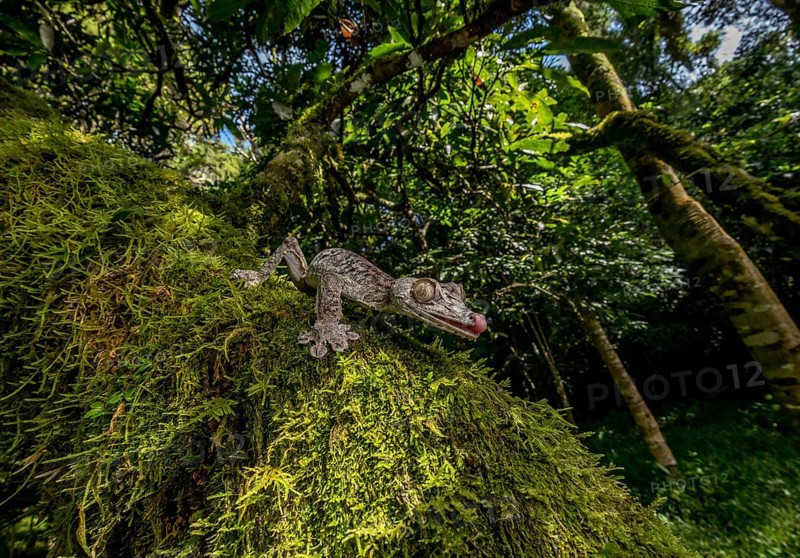 Large leaf-tailed gecko (Uroplatus gigantaeus) in the rainforests of northern Madagascar