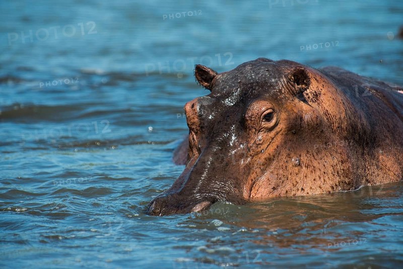Hippopotamus (Hippopotamus amphibius)