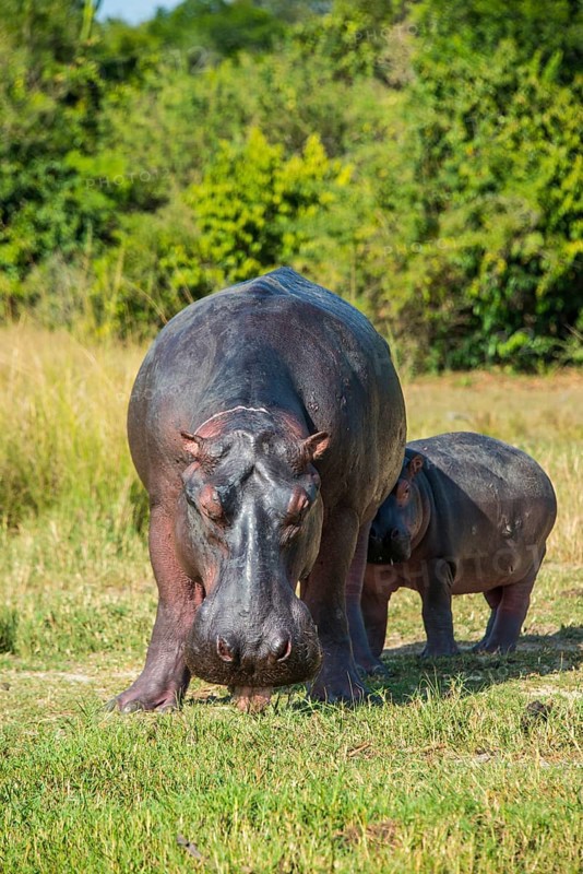 Hippopotamus (Hippopotamus amphibius)