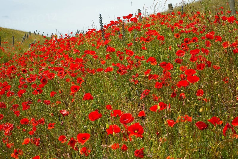 The hills over the fishing village Kaseberga are covered with red poppy flowers