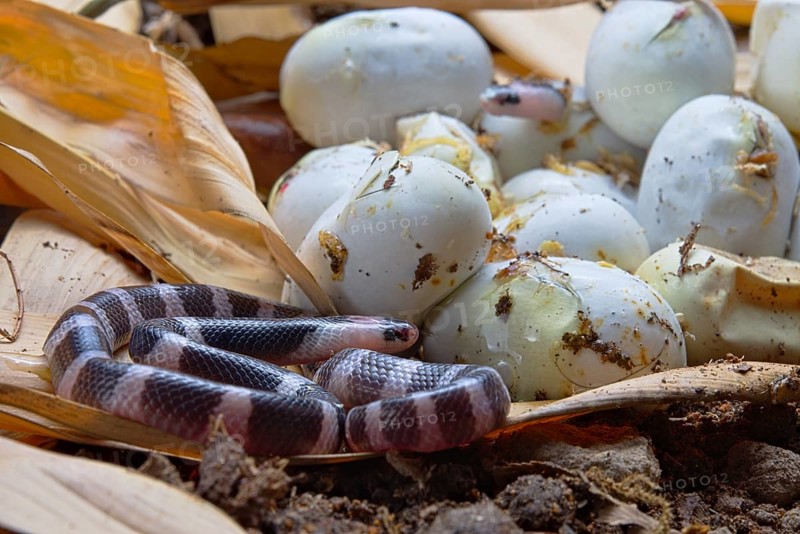 Banded Krait (Bungarus candidus)