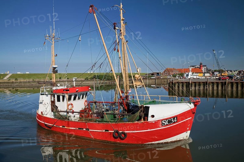 Shrimp cutter sails into the harbour