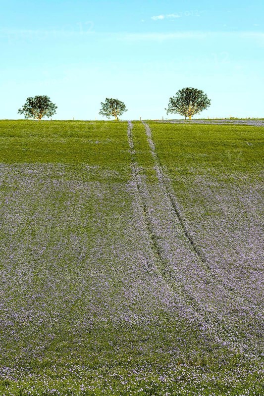 Flax (Linum usitatissimum) field in flower in Limagne plain