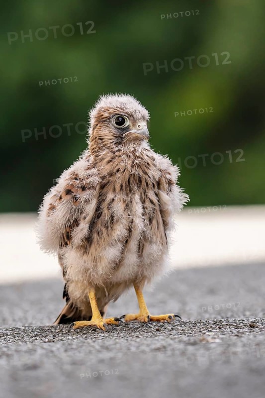 Common Common Kestrel (Falco tinnunculus)