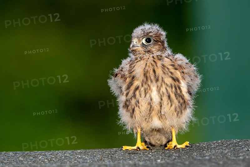 Common Common Kestrel (Falco tinnunculus)