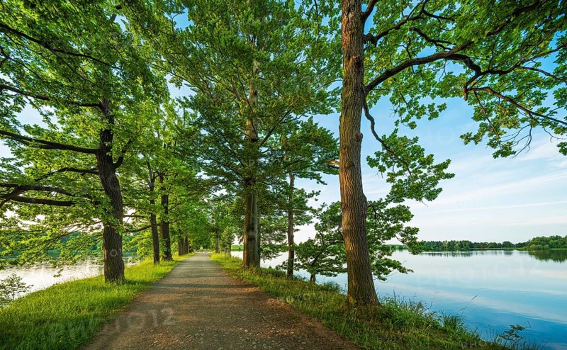 Oak avenue between ponds in the Plothen pond area