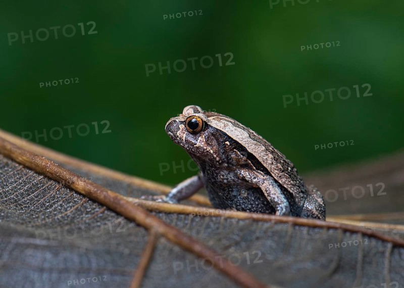 A frog (Discophis variabilis) in Ankarafantsika National Park
