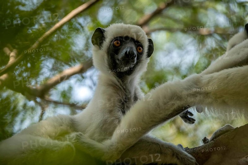 Van der Decken Sifaka Von der Decken's sifaka (Propithecus deckenii) in Tsingy de Bemaraha National Park