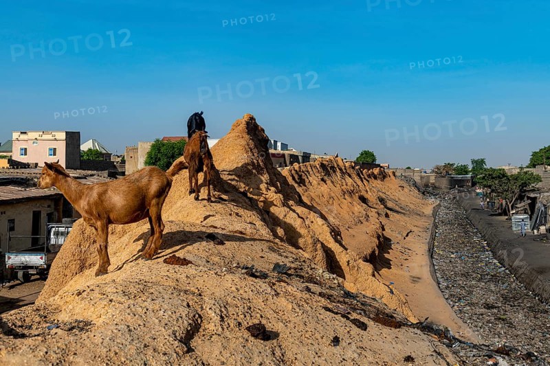 Goats on the old sandstone wall