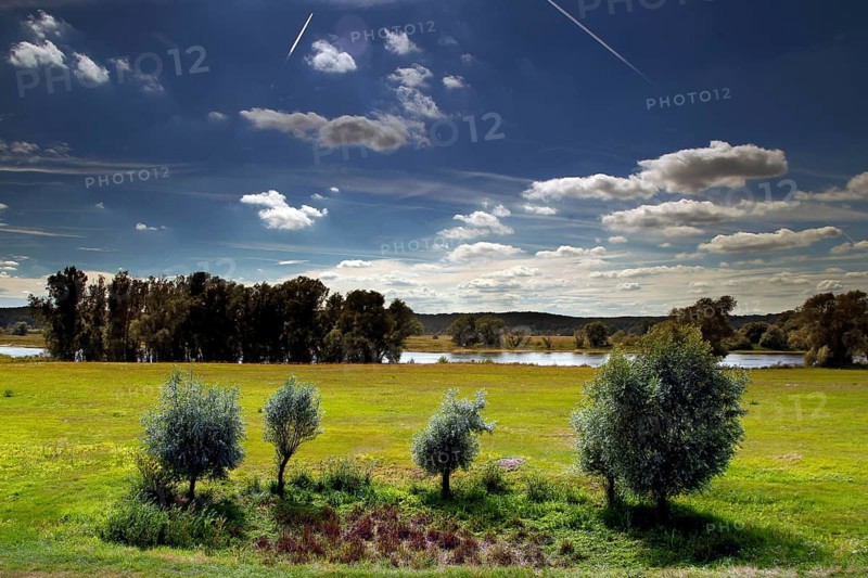 Elbe floodplain