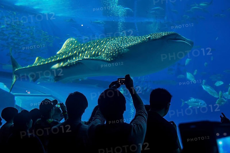 Whaleshark in the Churaumi Aquarium