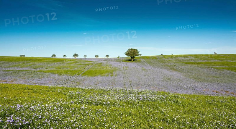 Flax (Linum usitatissimum) field in flower in Limagne plain