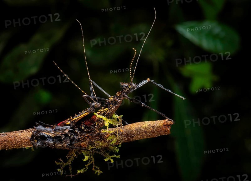 Stick insects during mating