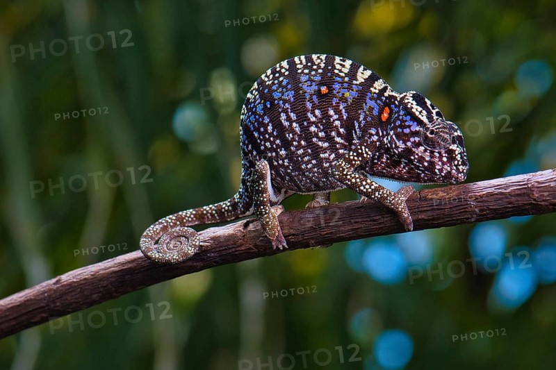 Rediscovered chameleon species after more than 100 years Voeltzkow's chameleon (Furcifer voeltzkowii) female