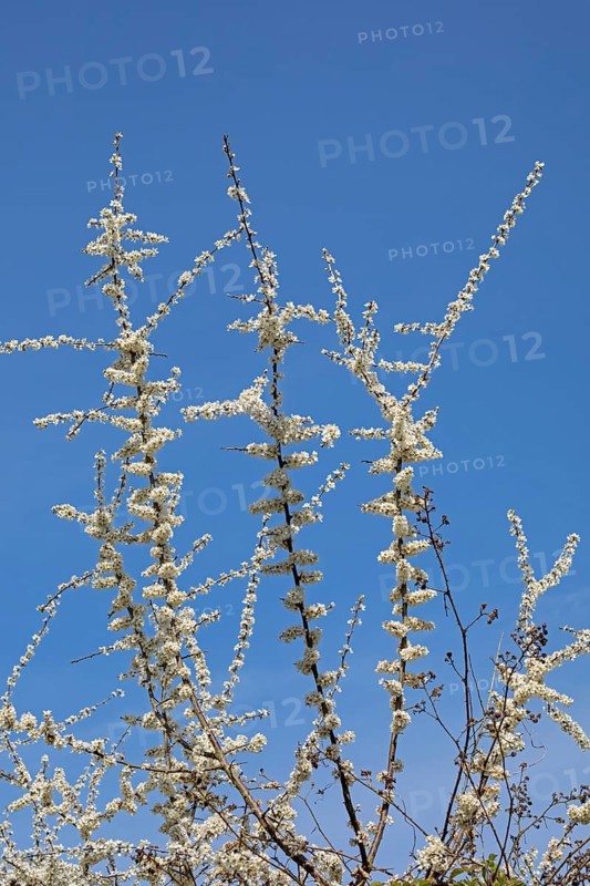 Flowering Blackthorn (Prunus spinosa)