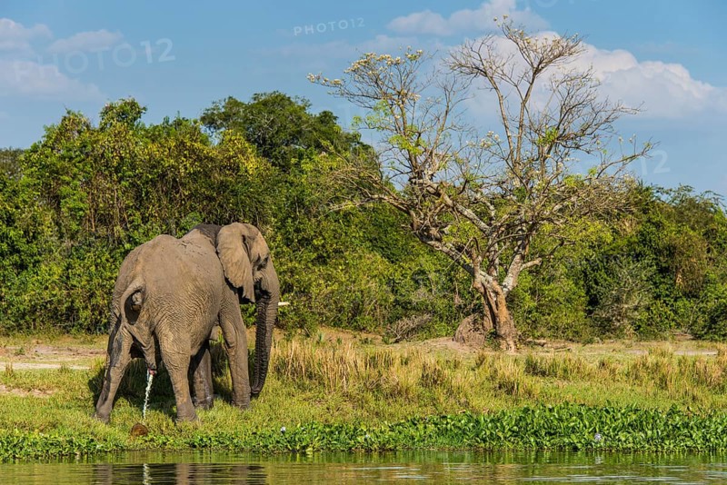African elephant (Loxodonta africana)
