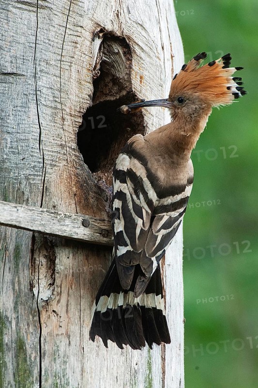 Hoopoe (Upupa epops) Hoopoe at the nesting box