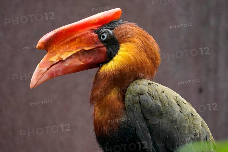 Rufous hornbill (Buceros hydrocorax)